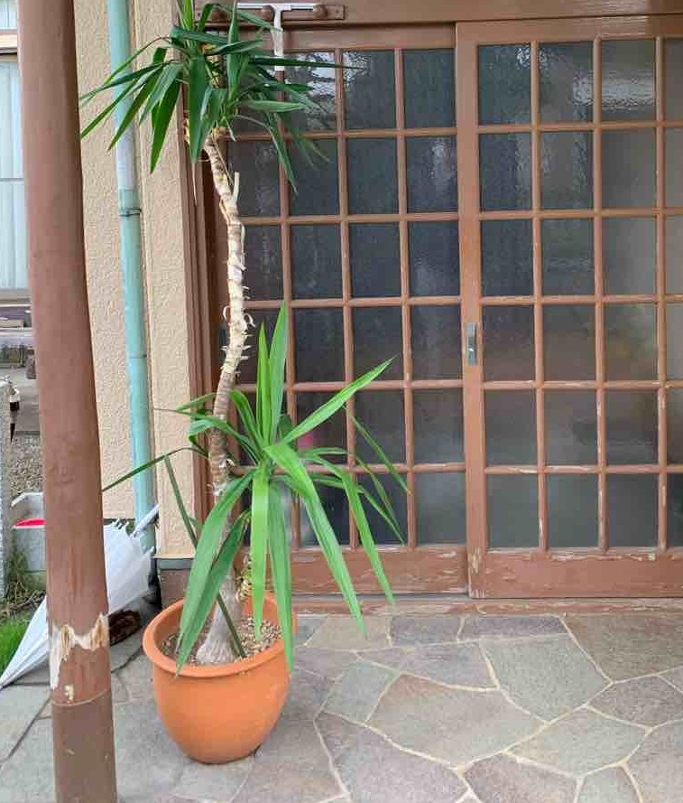 before画像