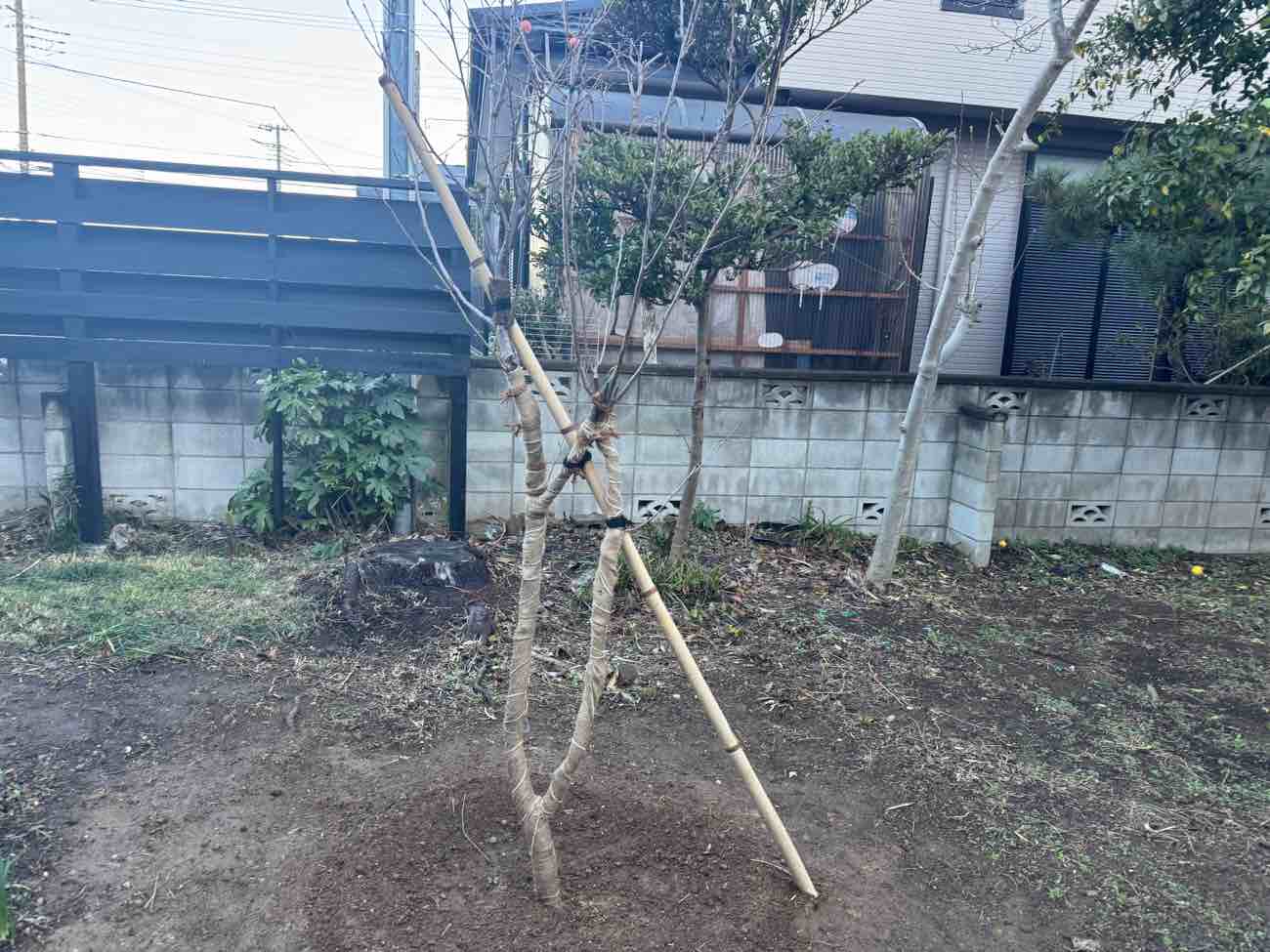 【埼玉県三郷市】樹齢50年の桜から若木へ命のバトンタッチ｜庭木の伐採と移植工事の施工事例