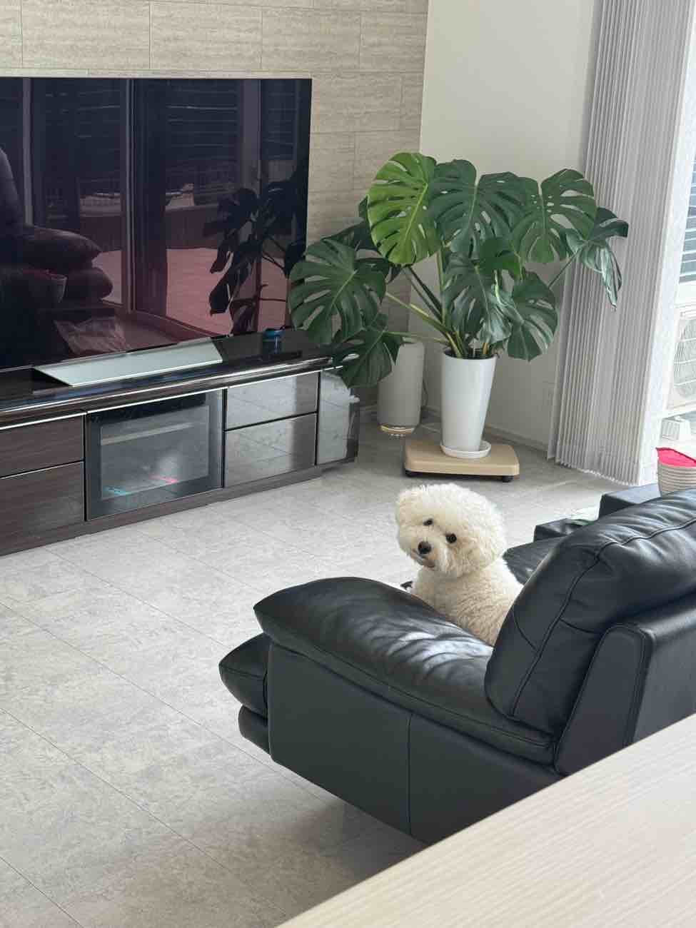 【新築事例に学ぶ】ビションフリーゼ2匹と暮らす！「におい」から解放された、深呼吸したくなる家の秘密