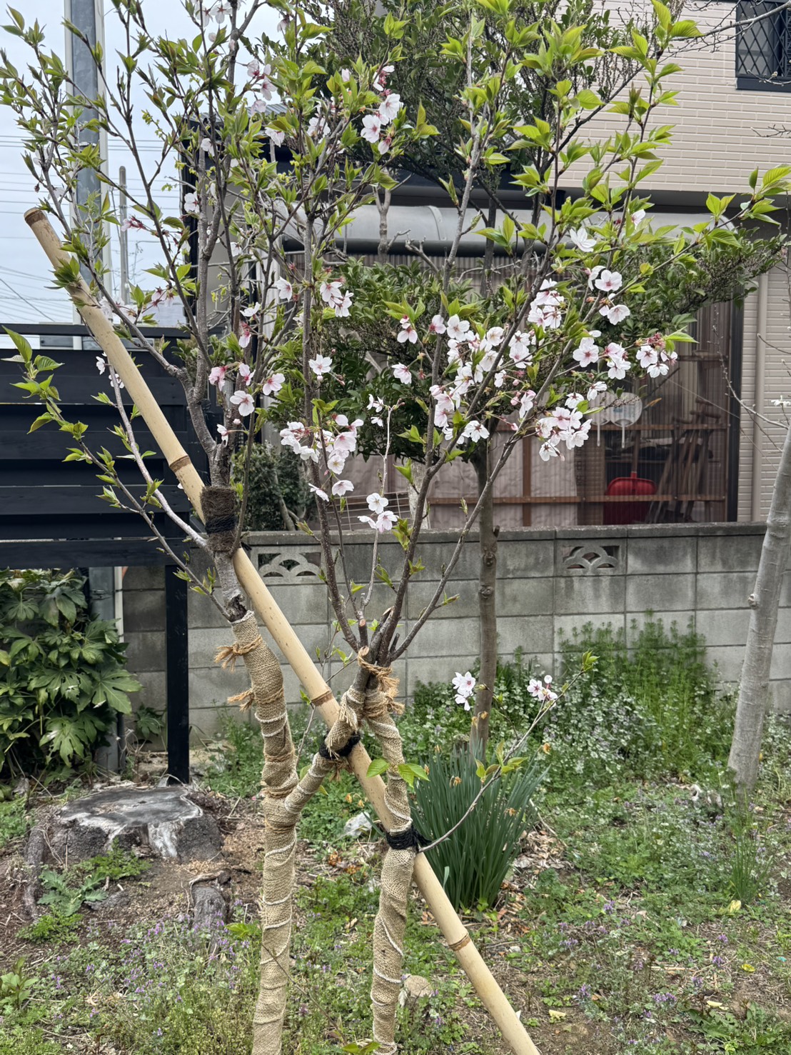 【埼玉県三郷市】N様邸 カミキリムシの被害を乗り越え、命を繋いだ「奇跡の桜」