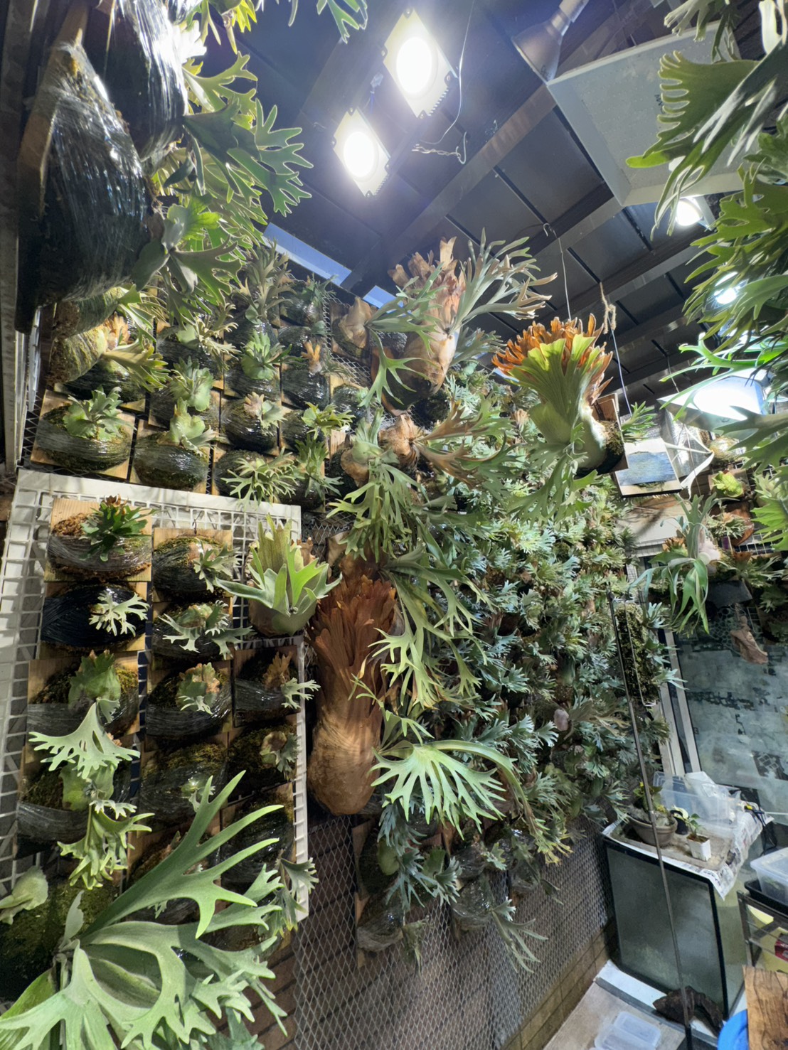 お部屋を改造して楽しむインドアグリーン。植物の育成環境を整える部屋作りのポイント
