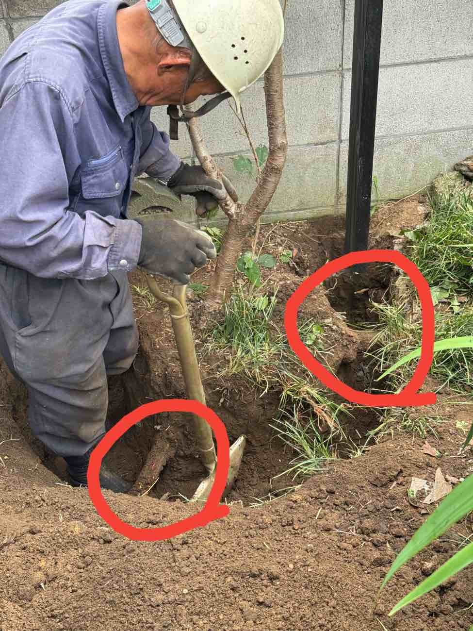 【埼玉県三郷市】M様邸樹木伐採工事を行いました。カミキリムシによる食害 画像
