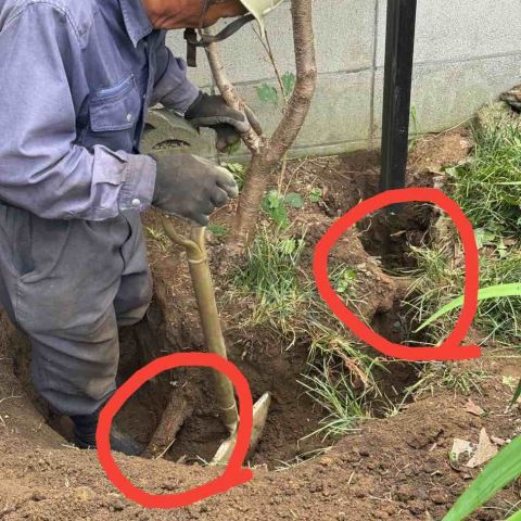 【埼玉県三郷市】M様邸樹木伐採工事を行いました。カミキリムシによる食害 アイキャッチ画像